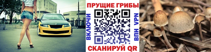 Галлюциногенные грибы Psilocybe ссылка на мегу Кинель